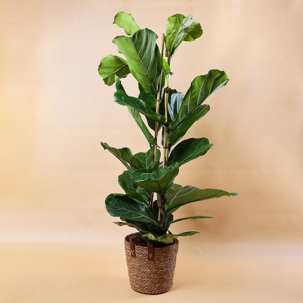Ficus Lyrata (Ficus Lyrata 2yrs)