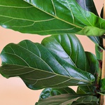 Ficus Lyrata (Ficus Lyrata 2yrs)