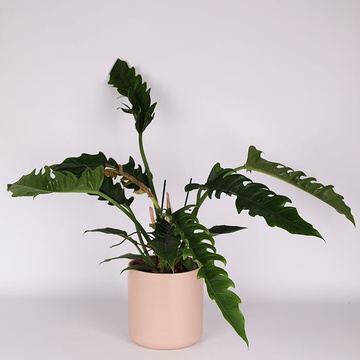Philodendron "Narrow Escape"