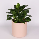 Philodendron "Shangri La"