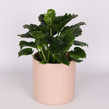 Philodendron "Shangri La"