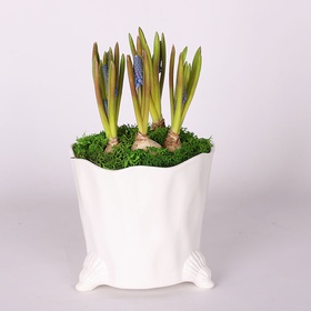 Muscarias in a ceramic planter
