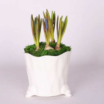 Muscarias in a ceramic planter