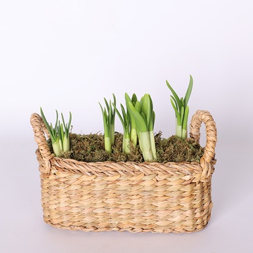 Narcissus in a basket