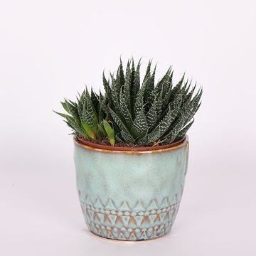 Haworthia is striped