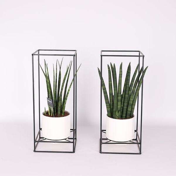Сансевієрія мікс (Sansevieria Cylindrica Mix)