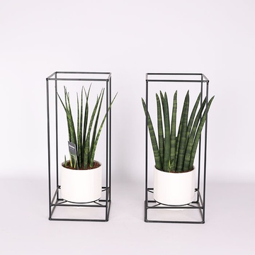 Сансевієрія мікс (Sansevieria Cylindrica Mix)
