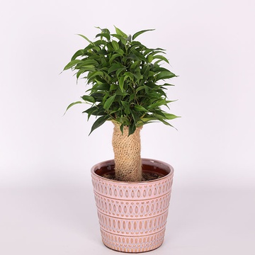 Фикус (Ficus Benja. 'natasja')