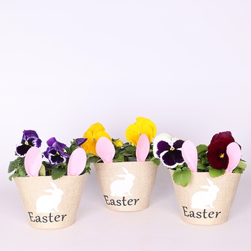 Easter composition with pansies