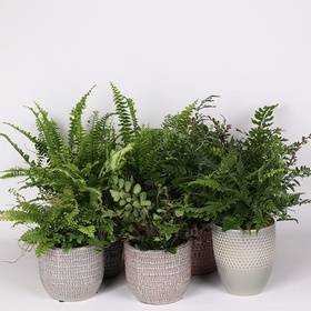 Fern “Ferns mixed”