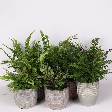 Fern “Ferns mixed”