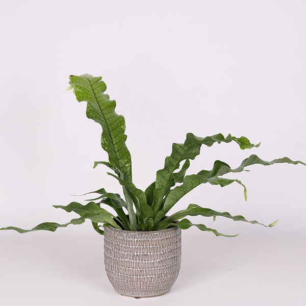 Aspenium “Crocodile Fern”