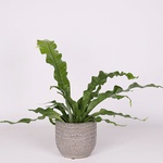 Aspenium “Crocodile Fern”