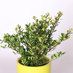 Ілекс Crenata Dark Green