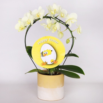 Фаленопсис (Phalaenopsis Royal Book) Желтый