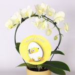 Фаленопсис (Phalaenopsis Royal Book) Жовтий