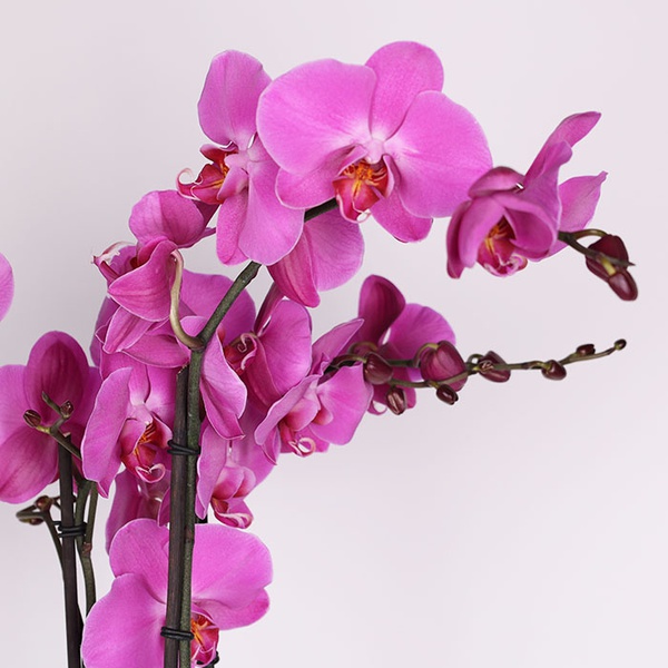 Phalaenopsis royal pink