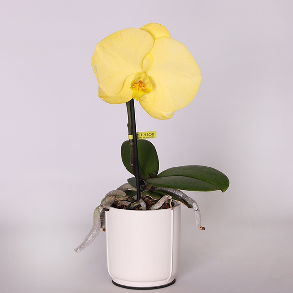 Phalaenopsis orchid flower mix
