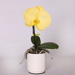 Phalaenopsis orchid flower mix
