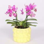 Растение Фаленопсис (Phal Liodoro)