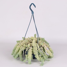 Sedum Morgana in a hanging planter
