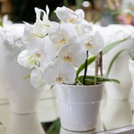 Orchid Phalaenopsis white mini