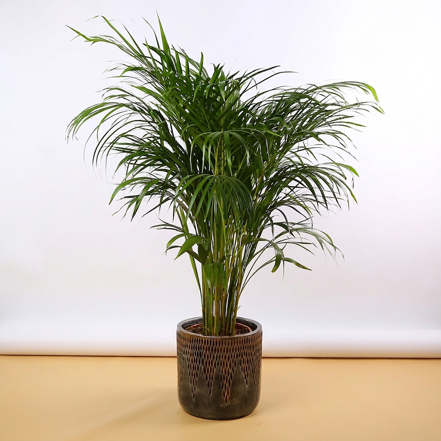 Dypsis in a Decorative Planter – For Rent