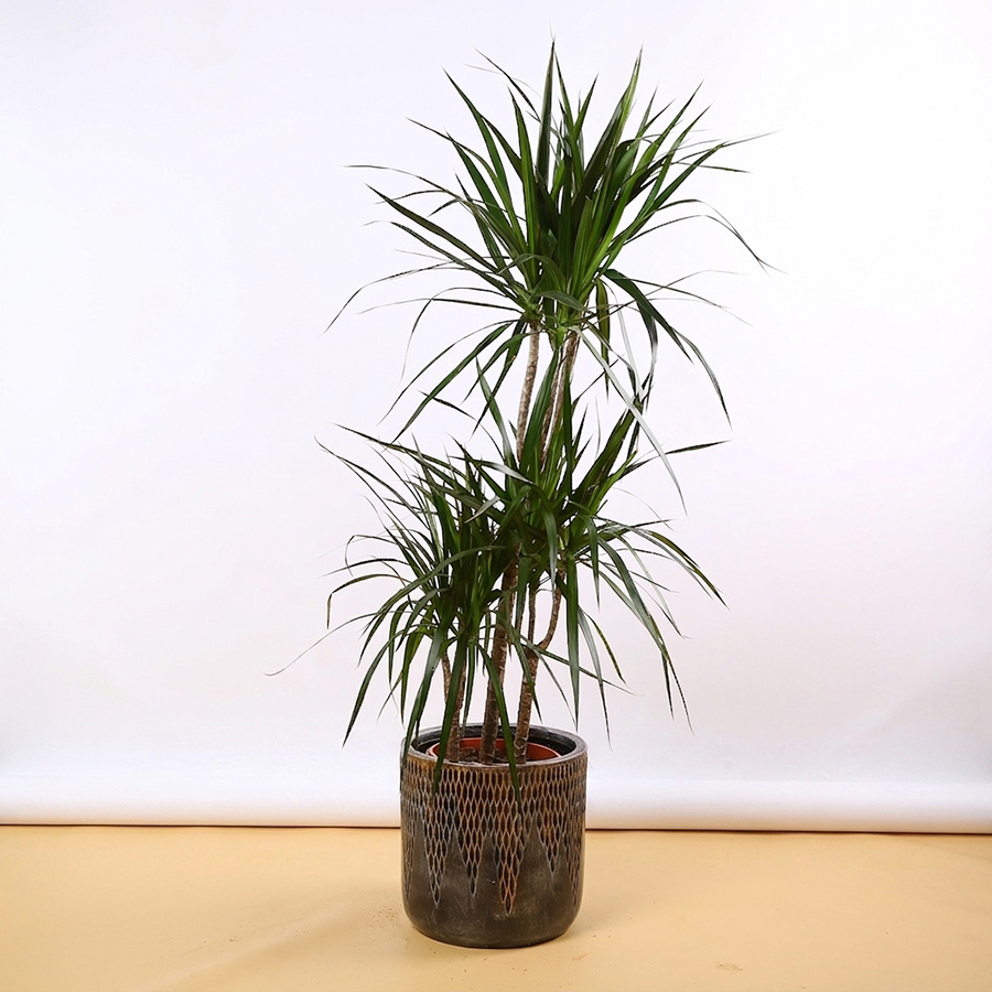Dracaena in a Decorative Planter – For Rent