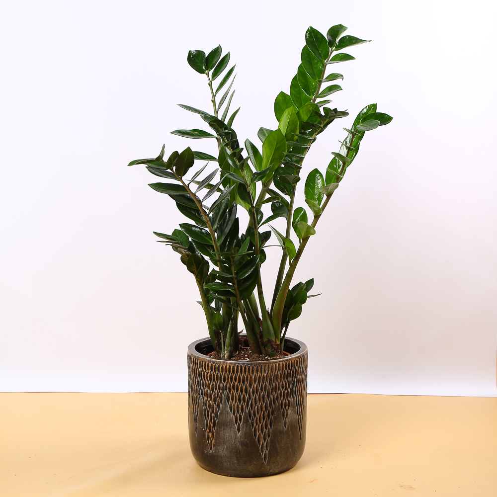 Zamioculcas in a Decorative Planter – For Rent