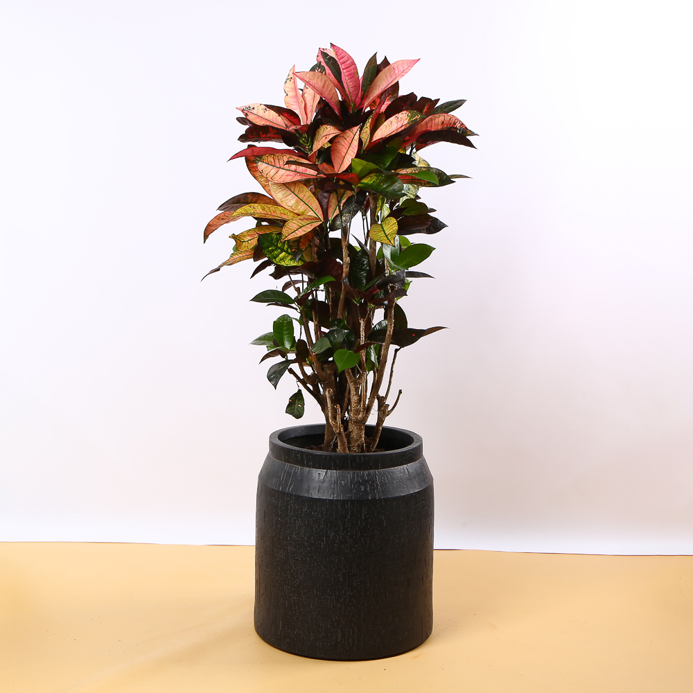 Croton in a decorative black pot