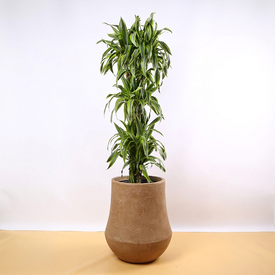Dracaena in a Decorative Pot