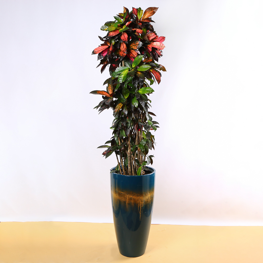 Croton in a Decorative Planter