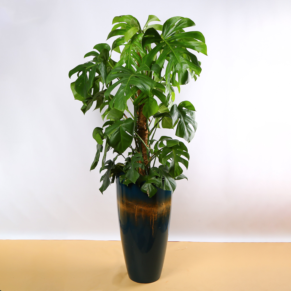 Monstera in a Decorative Planter