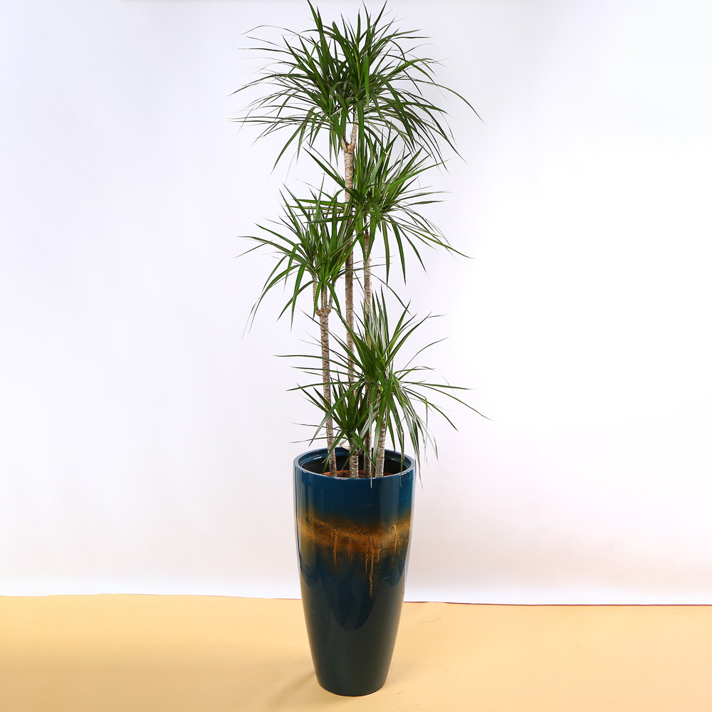 Dracaena in a Decorative Planter