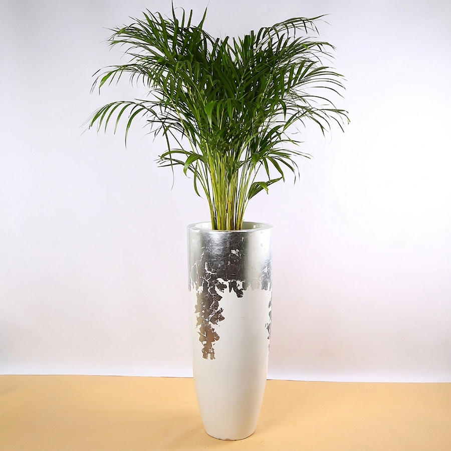 Dypsis in a Decorative Planter