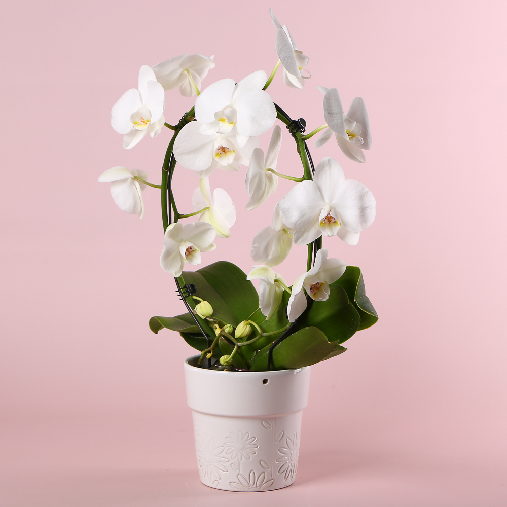 Orchid phalaenopsis arch