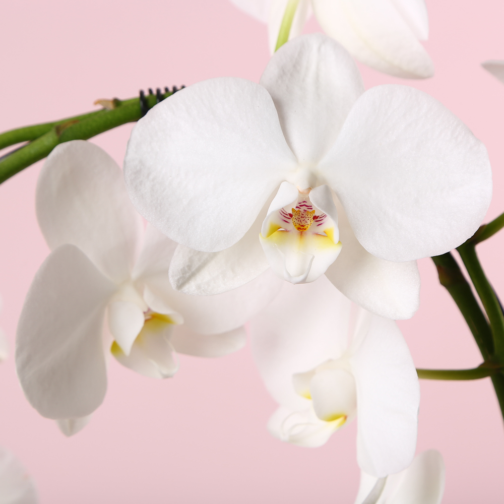 Orchid phalaenopsis arch