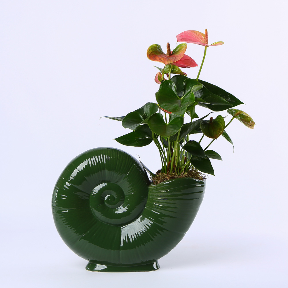 Planter "Bloom in a Shell"
