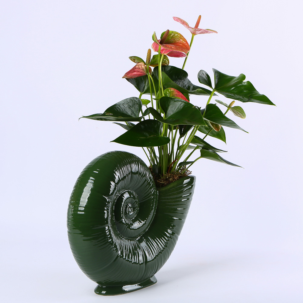 Planter "Bloom in a Shell"