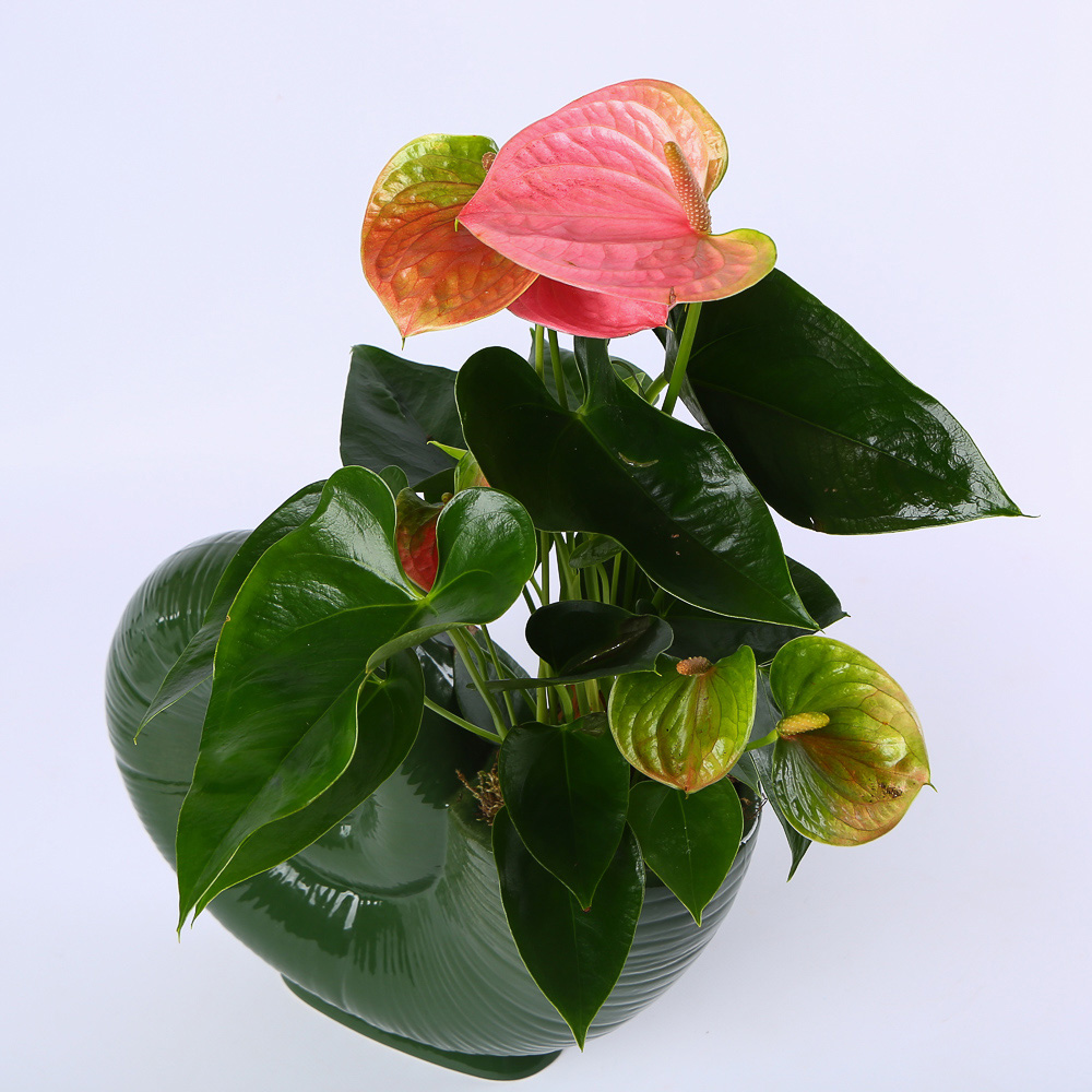 Planter "Bloom in a Shell"
