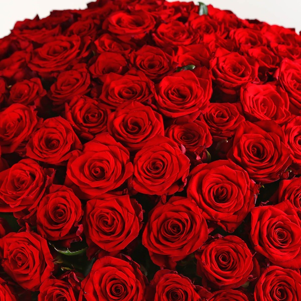 Bouquet of 201 red roses Marry Me