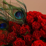 Bouquet of 51 red roses and feathers