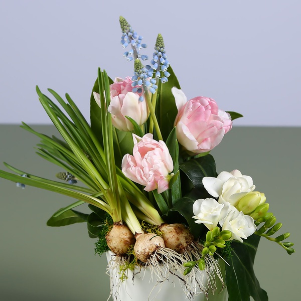 Composition in pots with muscarias