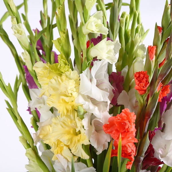 Bouquet of 35 gladioli mix