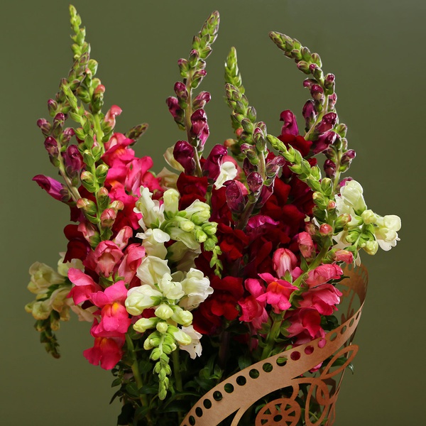 Bouquet of antirrinums