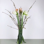 Bouquet of 5 amaryllis "Spring Awakening"
