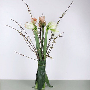 Bouquet of 5 amaryllis "Spring Awakening"