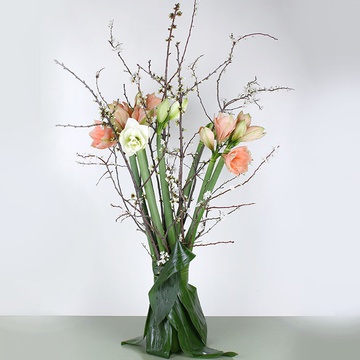 Bouquet of 7 amaryllis "Spring Awakening"