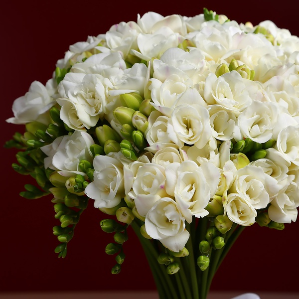Bouquet of 51 white freesias