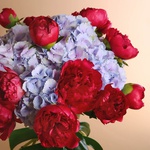 Bouquet of hydrangeas and peonies